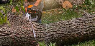 How Our Tree Care Process Works  in  Hermann, MO